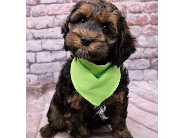 Cockapoo Dog Male Dark Sable 17646 Petland Wichita, Kansas