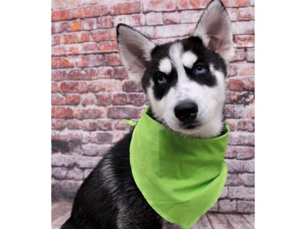 Siberian Husky Dog Male Black & White 17642 Petland Wichita, Kansas