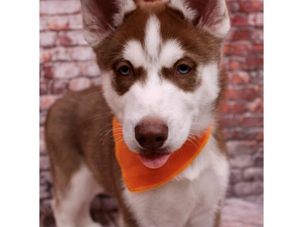 Siberian Husky Dog Male Red & White 17641 Petland Wichita, Kansas