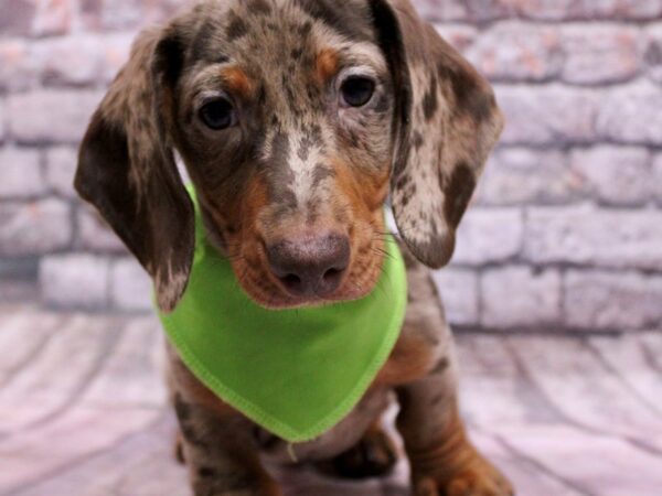 Miniature Dachshund-Dog-Male-Chocolate Dapple-17643-Petland Wichita, Kansas
