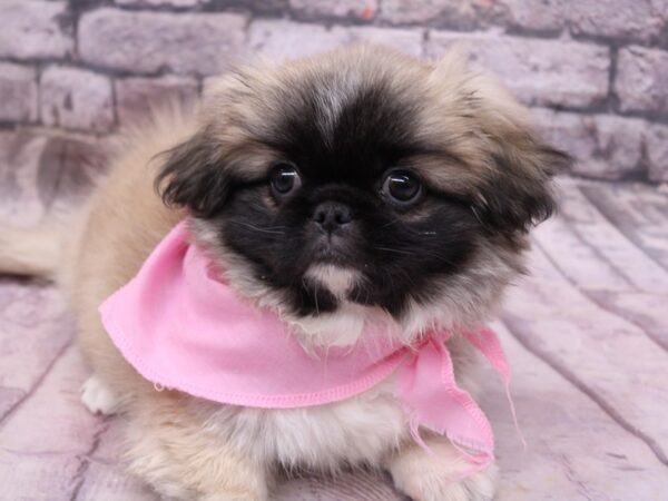 Pekingese Dog Female Sable 17640 Petland Wichita, Kansas