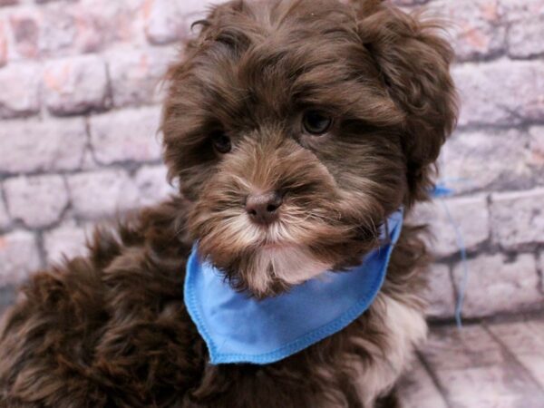 Shih Poo Dog Male Chocolate & White 17645 Petland Wichita, Kansas