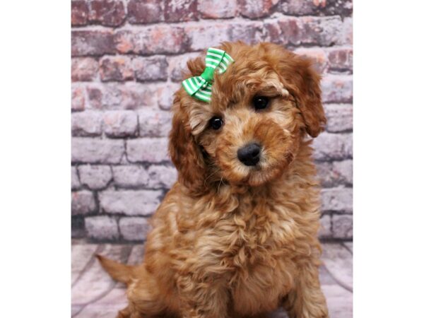 F1B Mini Goldendoodle Dog Female Red 17660 Petland Wichita, Kansas