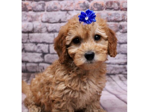 F1B Mini Goldendoodle-Dog-Female-Red-17659-Petland Wichita, Kansas