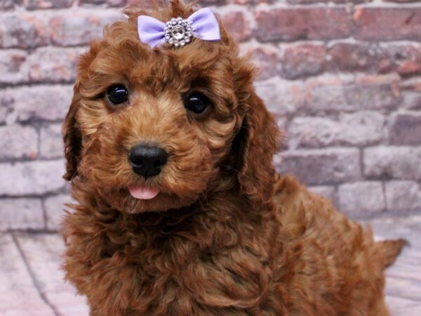 F1B Mini Goldendoodle-Dog-Female-Red-17658-Petland Wichita, Kansas
