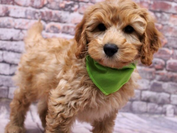 F1B Mini Goldendoodle Dog Male Gold 17656 Petland Wichita, Kansas