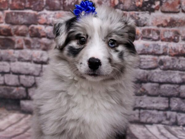 Miniature Australian Shepherd Dog Female Blue Merle 17665 Petland Wichita, Kansas