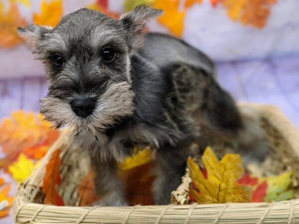 Miniature Schnauzer Dog Female Salt & Pepper 17519 Petland Wichita, Kansas