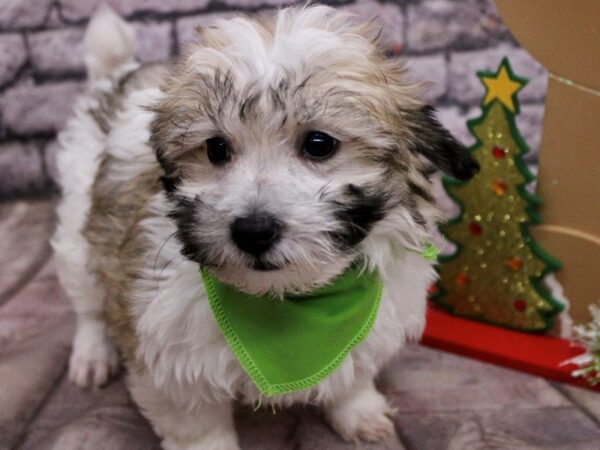 Coton De Tulear Dog Female White & Sable 17543 Petland Wichita, Kansas