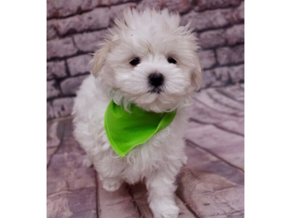 Maltese-Dog-Male-White-17532-Petland Wichita, Kansas