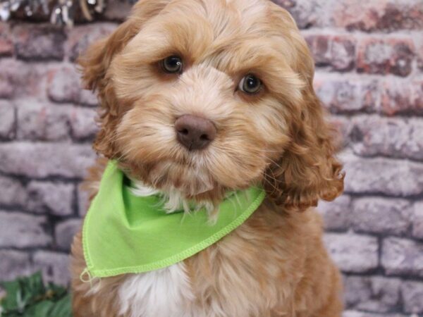 Cockapoo-Dog-Male-Gold-17566-Petland Wichita, Kansas