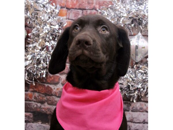 English Labrador Retriever Dog Female Chocolate 17577 Petland Wichita, Kansas