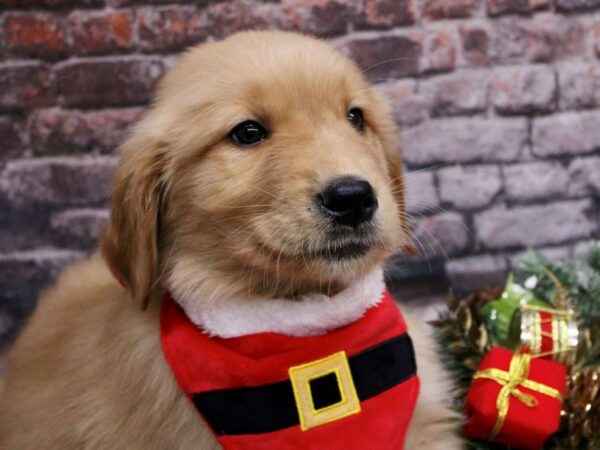 Golden Retriever-Dog-Male-Gold-17594-Petland Wichita, Kansas