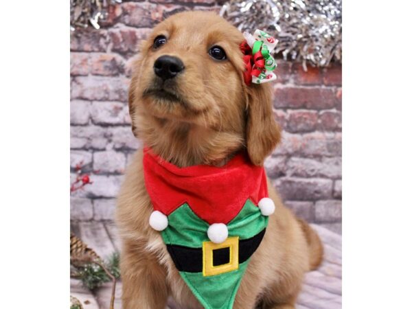 Golden Retriever-Dog-Female-Red Gold-17595-Petland Wichita, Kansas