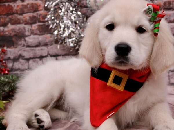 English Cream Golden Retriever-Dog-Female-English Cream-17612-Petland Wichita, Kansas