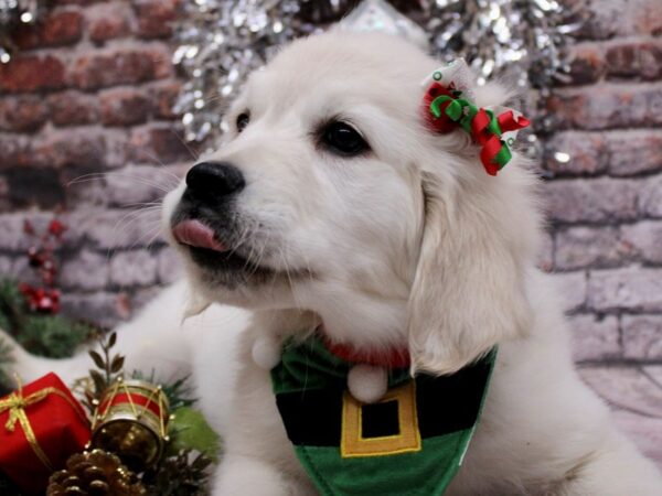 English Cream Golden Retriever Dog Female English Cream 17611 Petland Wichita, Kansas