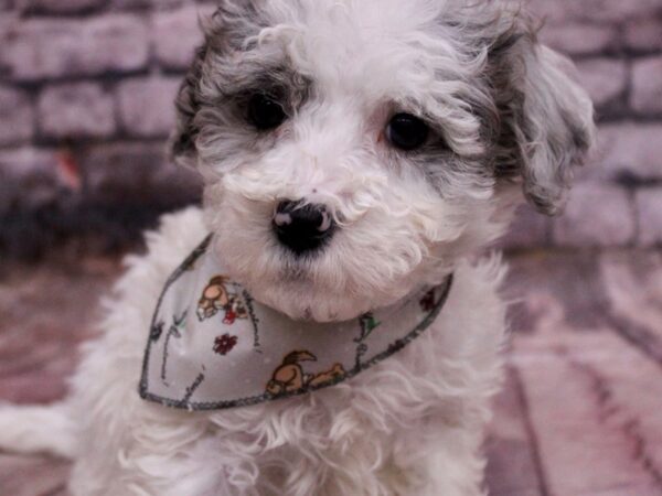 F1B Mini Bernedoodle-Dog-Male-Blue & White-17638-Petland Wichita, Kansas