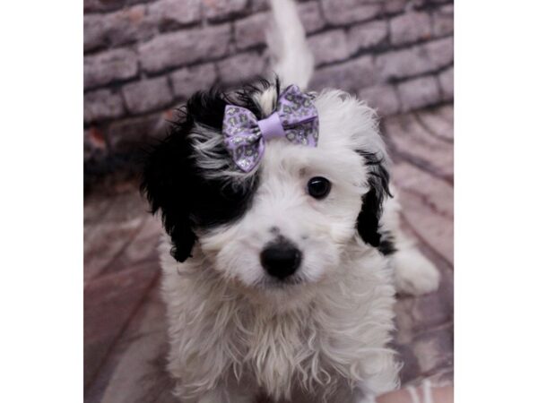 F1B Mini Bernedoodle Dog Female Black & White 17637 Petland Wichita, Kansas