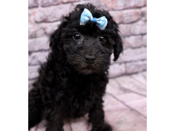 Miniature Poodle Dog Female Black 17634 Petland Wichita, Kansas