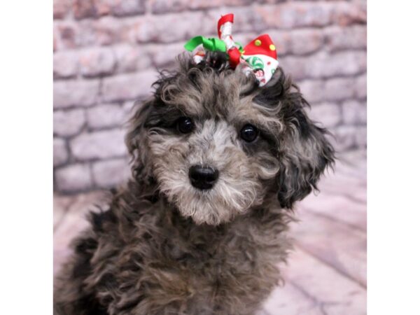 Miniature Poodle Dog Female Blue Merle 17632 Petland Wichita, Kansas