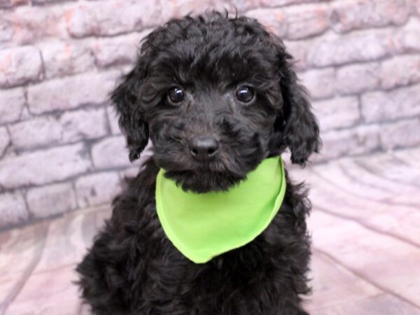 Miniature Poodle-Dog-Male-Black-17631-Petland Wichita, Kansas