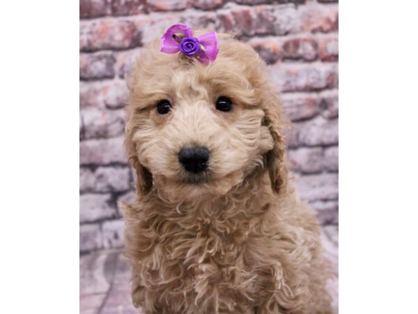 F1B Mini Goldendoodle Dog Female Champagne 17625 Petland Wichita, Kansas