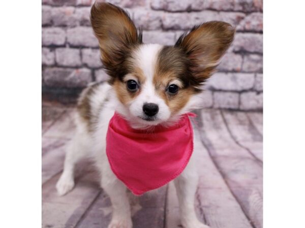 Papillon Dog Female Sable & White 17617 Petland Wichita, Kansas