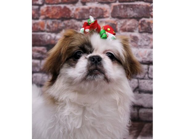 Pekingese-Dog-Female-Gold & White-17602-Petland Wichita, Kansas