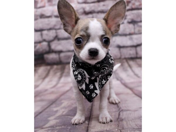 Chihuahua-Dog-Male-White & Brindle-17652-Petland Wichita, Kansas