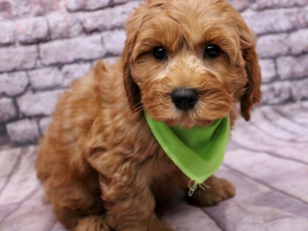 F1B Mini Goldendoodle Dog Male Red 17657 Petland Wichita, Kansas