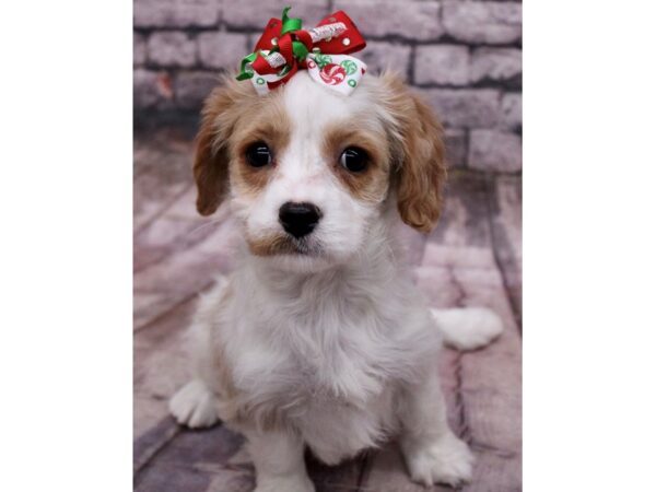 Cavachon-Dog-Female-Blenheim-17650-Petland Wichita, Kansas