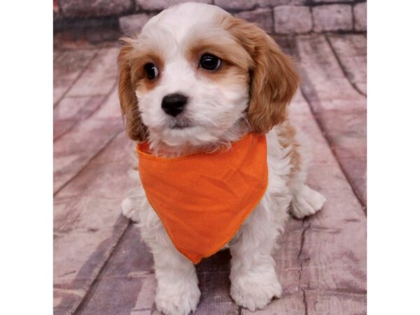 Cavachon Dog Male Blenheim 17649 Petland Wichita, Kansas