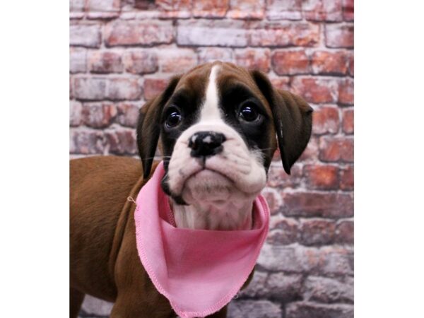 Boxer Dog Female Flashy Mahogany 17664 Petland Wichita, Kansas