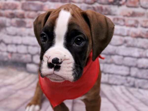 Boxer Dog Female Flashy Mahogany 17662 Petland Wichita, Kansas