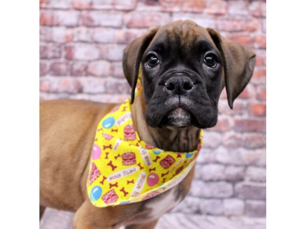 Boxer-Dog-Female-Fawn w/ Black Mask-17661-Petland Wichita, Kansas