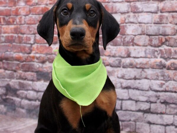 Doberman Pinscher Dog Male Black & Rust 17666 Petland Wichita, Kansas