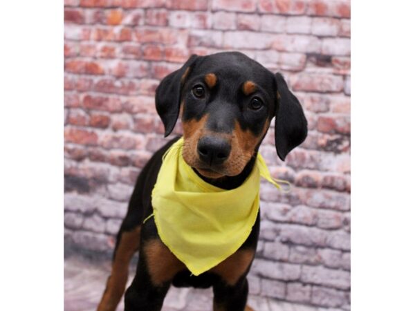 Doberman Pinscher Dog Female Black & Rust 17667 Petland Wichita, Kansas