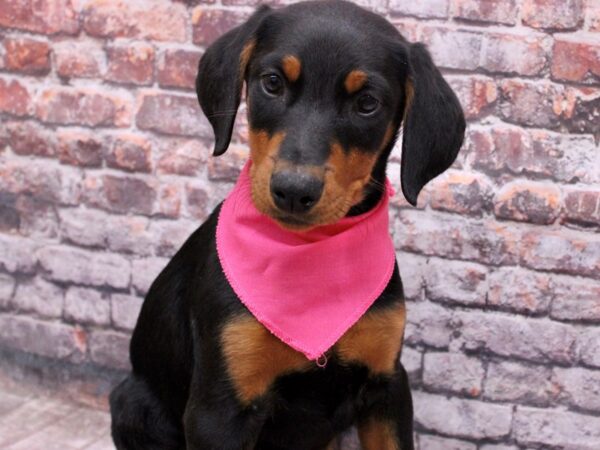 Doberman Pinscher Dog Female Black & Rust 17668 Petland Wichita, Kansas