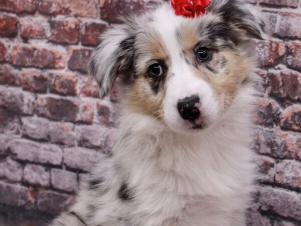 Australian Shepherd Dog Female Blue Merel 17669 Petland Wichita, Kansas