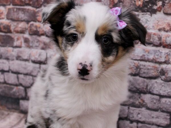 Australian Shepherd Dog Female Blue Merel 17670 Petland Wichita, Kansas