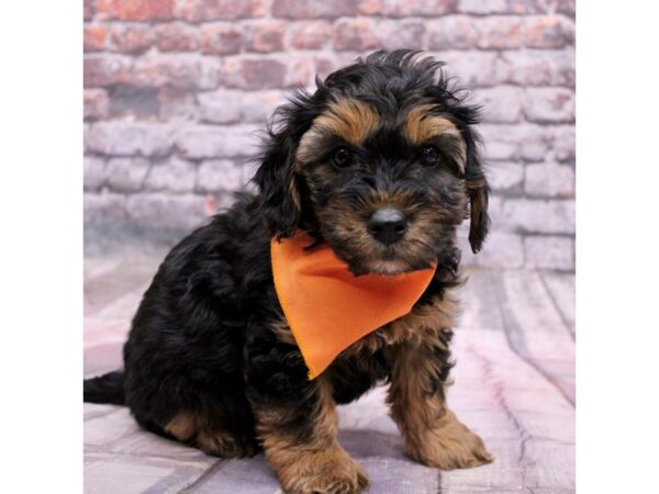 Yorkie Poo Dog Male Black & Tan 17671 Petland Wichita, Kansas