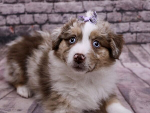 Miniature Australian Shepherd Dog Female Red Merle 17684 Petland Wichita, Kansas