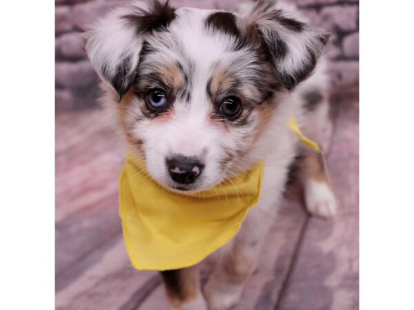 Miniature Australian Shepherd Dog Female Blue Merle 17682 Petland Wichita, Kansas