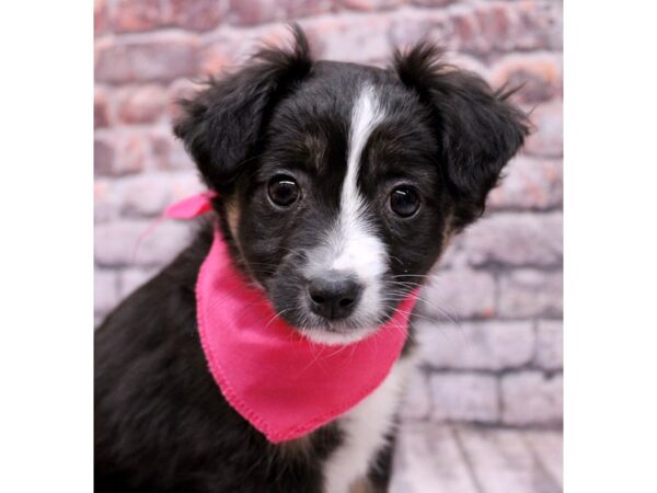 Miniature Australian Shepherd Dog Female Black Tri 17680 Petland Wichita, Kansas