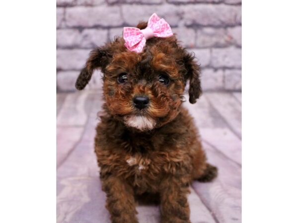 Yorkie Poo Dog Female Red Sable 17675 Petland Wichita, Kansas