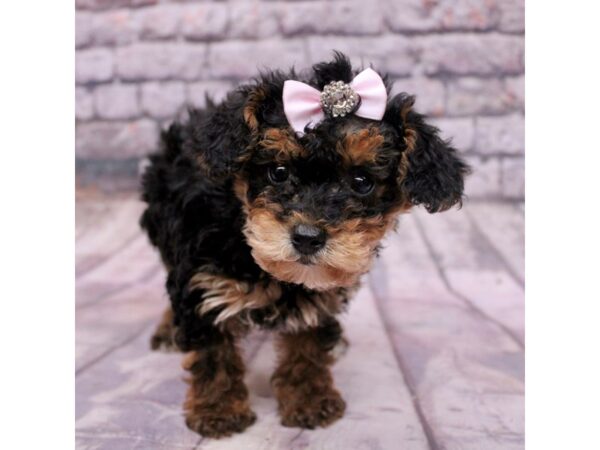 Yorkie Poo-Dog-Female-Black & Tan-17673-Petland Wichita, Kansas