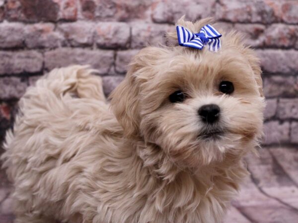 Teddy Bear-Dog-Female-Cream-17692-Petland Wichita, Kansas