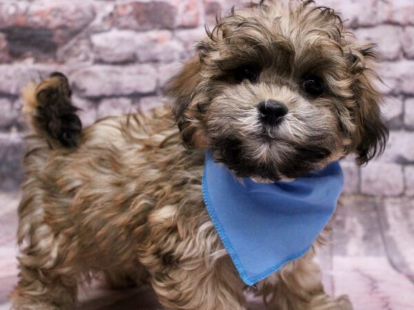 Teddy Bear Dog Male Dark Sable 17691 Petland Wichita, Kansas