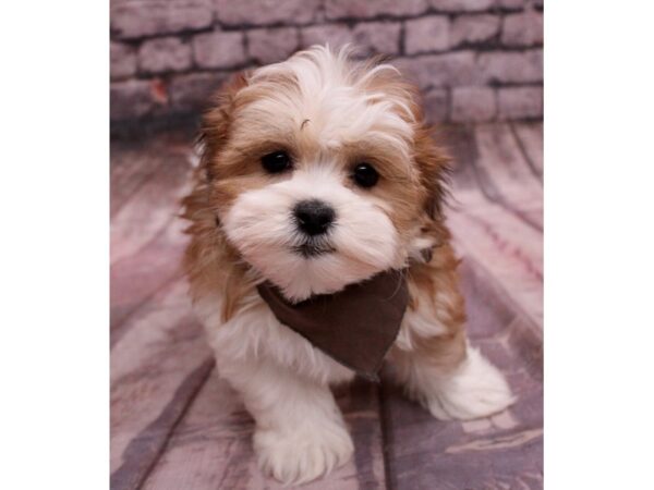 Teddy Bear-Dog-Male-Red & White-17690-Petland Wichita, Kansas