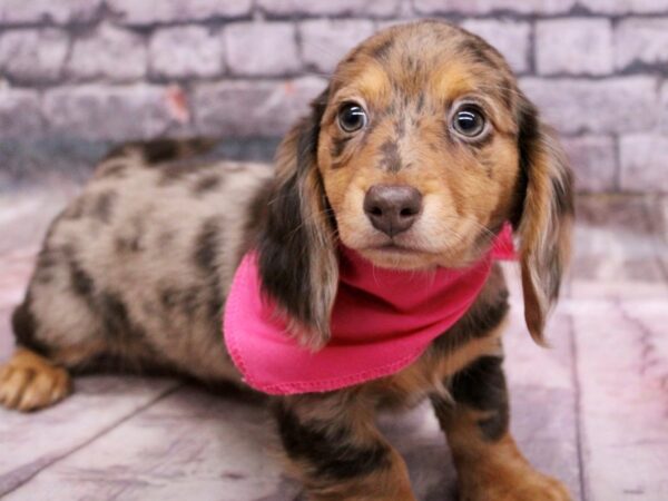 Miniature Dachshund Dog Female Chocolate & Tan Dapple 17697 Petland Wichita, Kansas